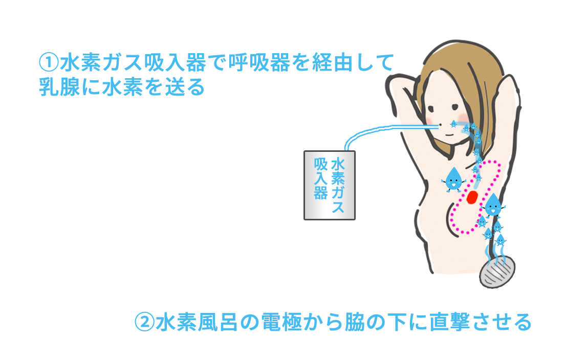 水素ガスが呼吸器を経由して乳腺に到達する